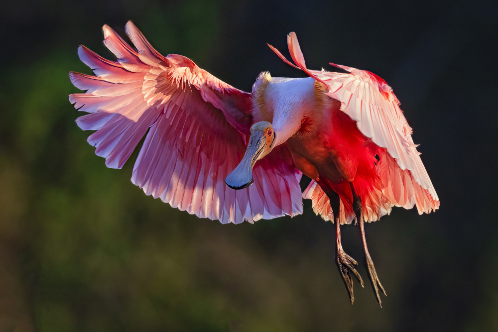 Roseate Spoonbill von Michael Zheng