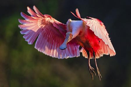 Roseate Spoonbill