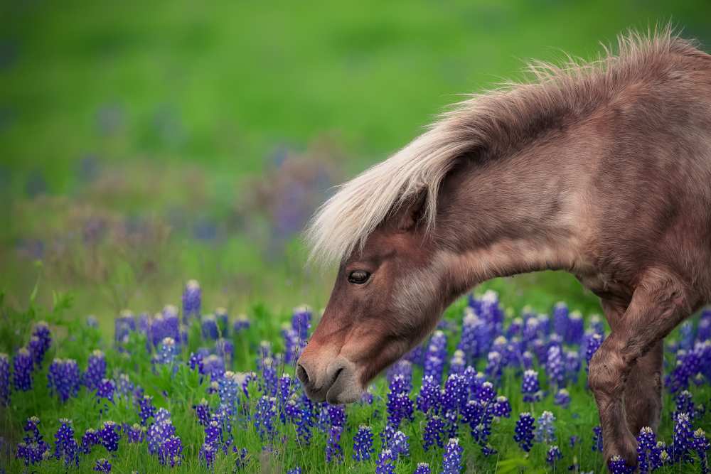 Spring Is In The Air... von Michael Zheng