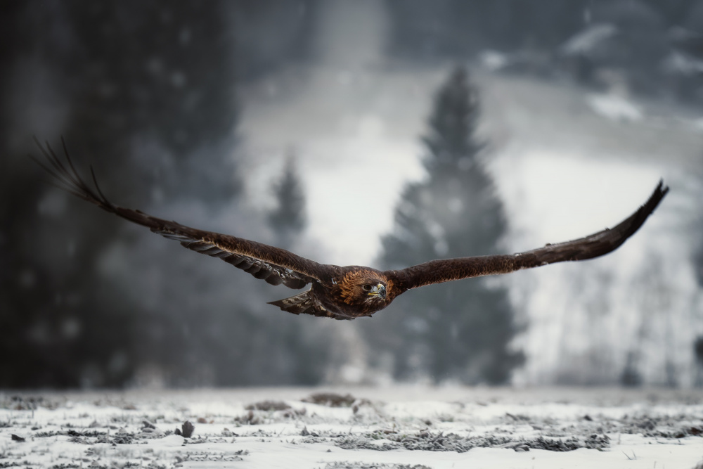 Eagle in winter time von Michaela Firešová