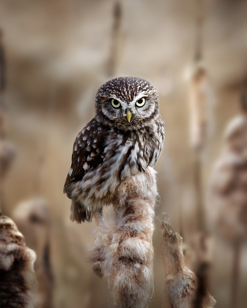 Resting on the reed von Michaela Firešová