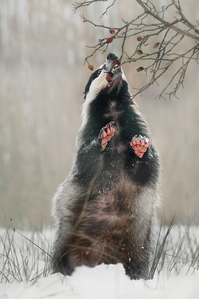 Badger with rosehips von Michaela Firešová