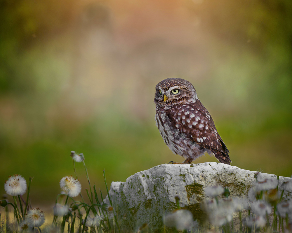 Owl resting on the stone von Michaela Firešová