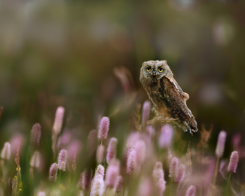 Eurasian Scops Owl von Michaela Firešová