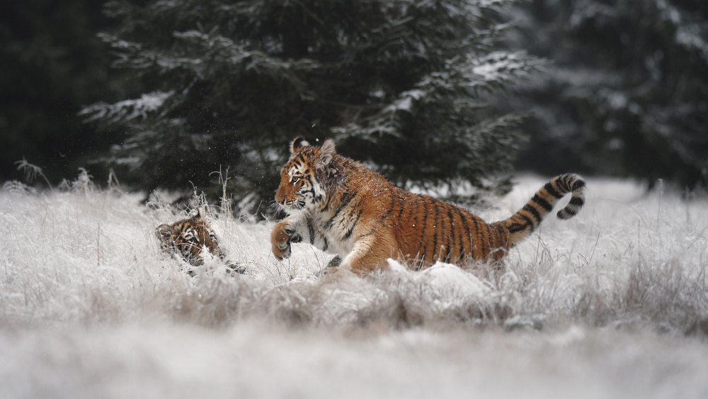 Joy on the snow von Michaela Firešová