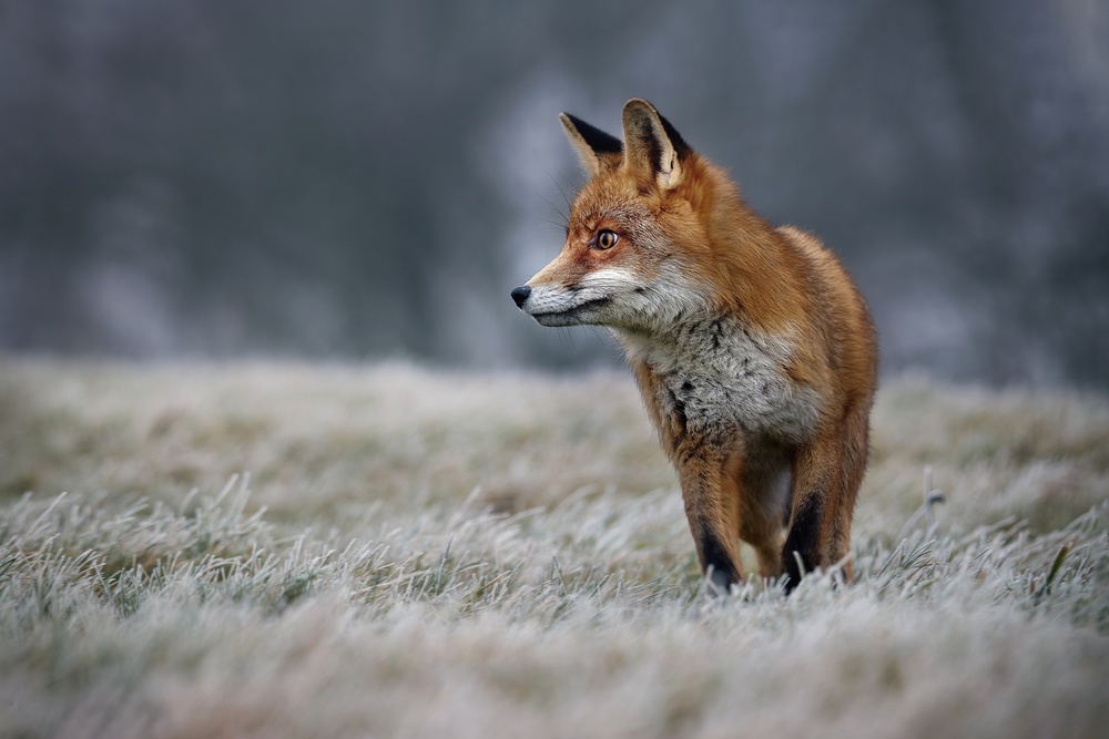 Frosty morning von Michaela Firešová