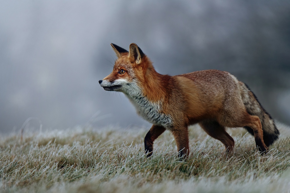 Frosty morning von Michaela Firešová