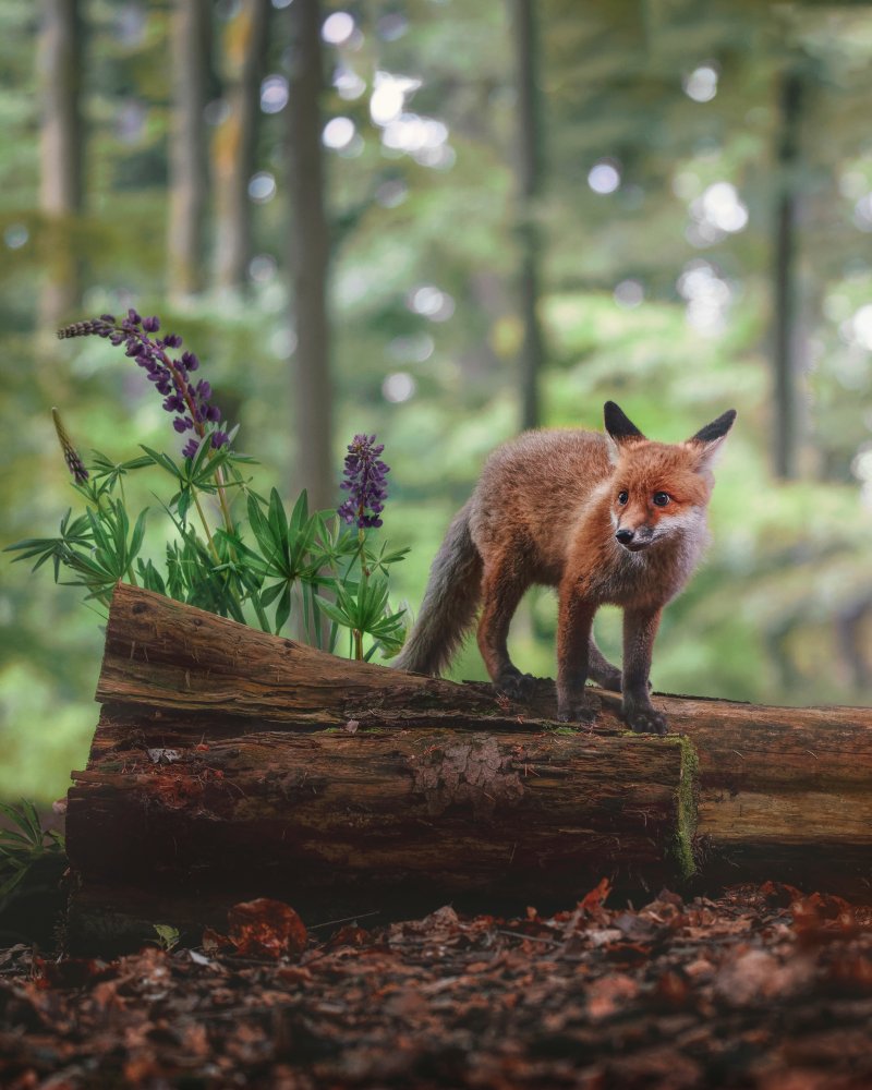 Fox in the forest von Michaela Firešová