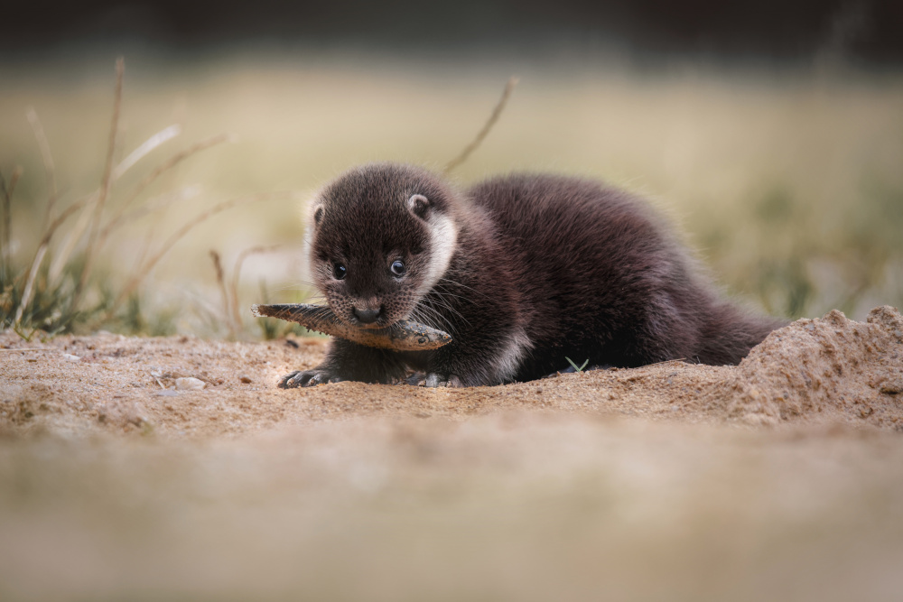 Young river otter von Michaela Firešová