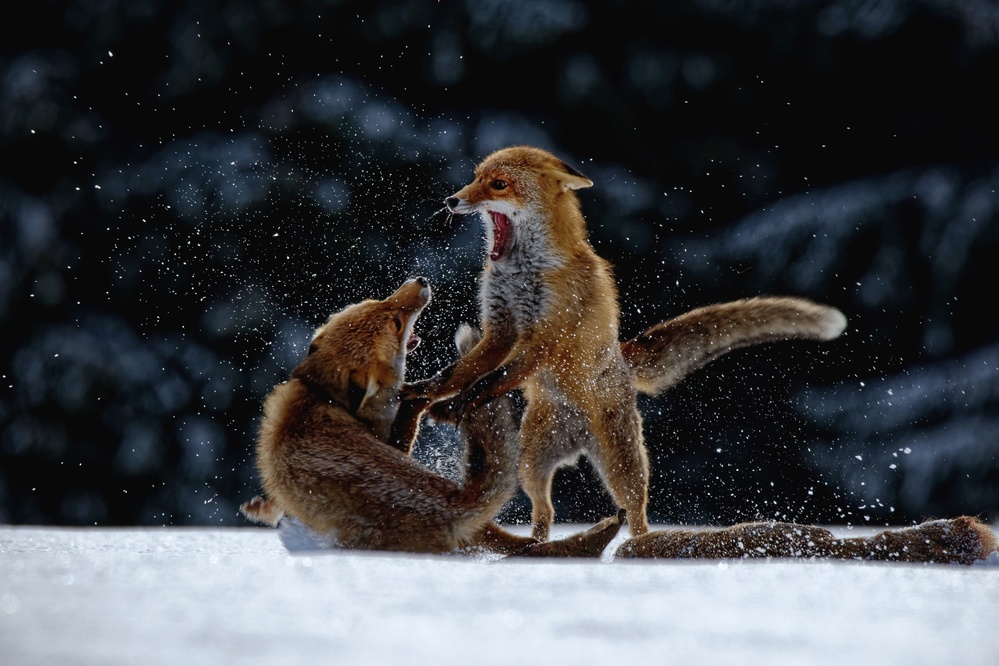 Fight on snow von Michaela Firešová