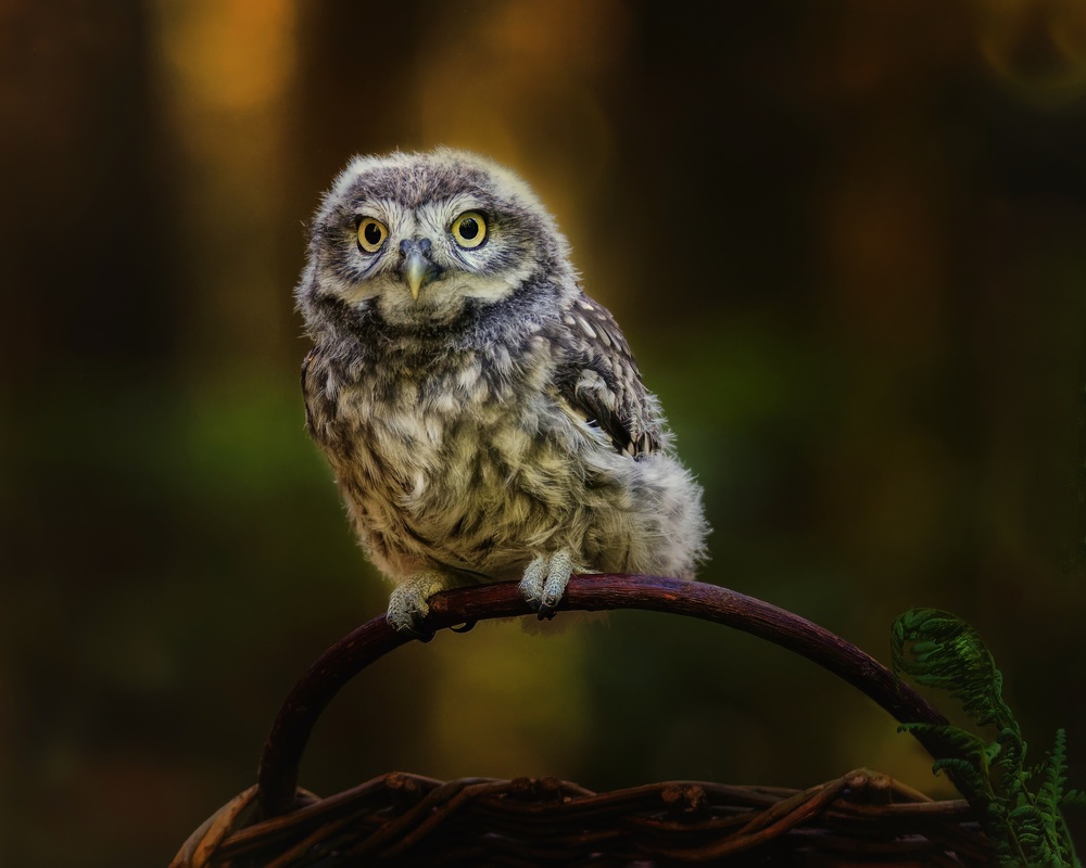 Small screech owl von Michaela Firešová