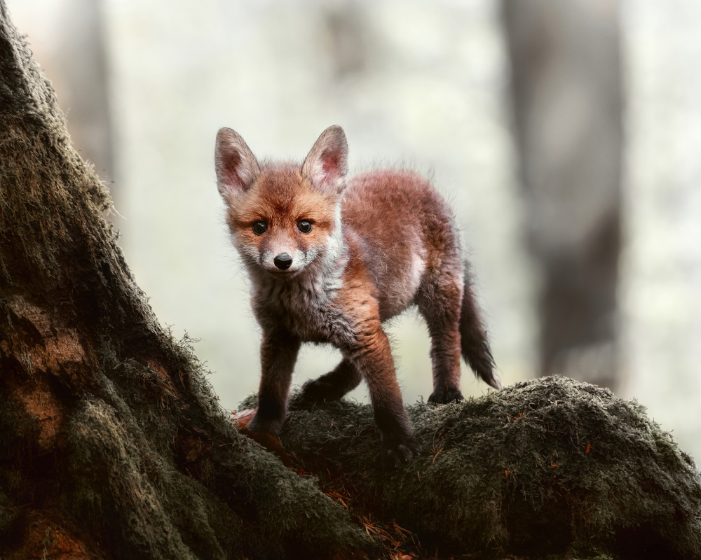 Little red fox von Michaela Firešová