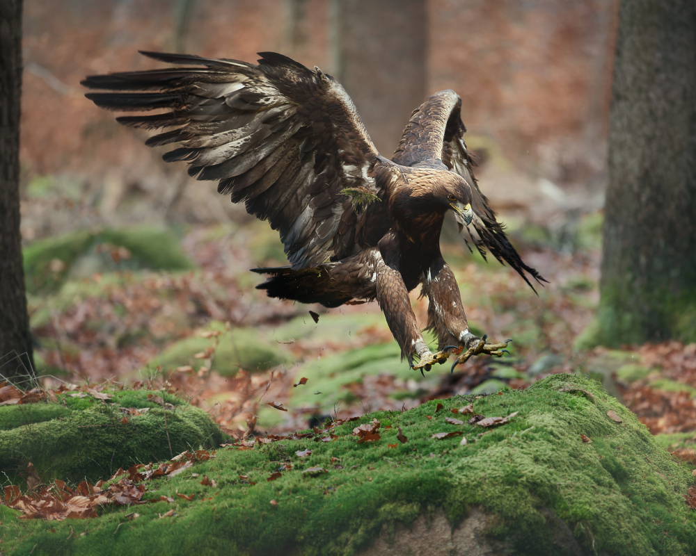 Landing eagle von Michaela Firešová