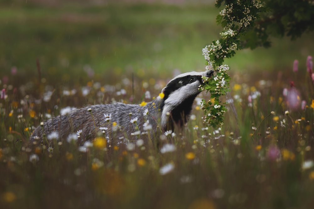 Curious badger von Michaela Firešová