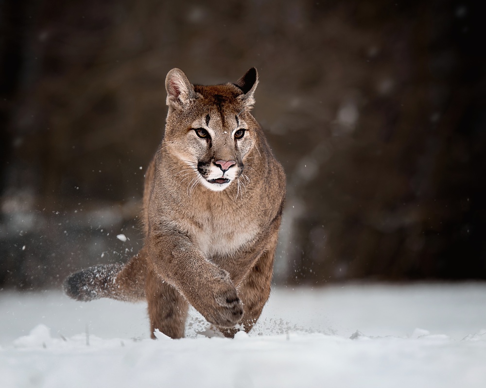 Cougar on snow von Michaela Firešová