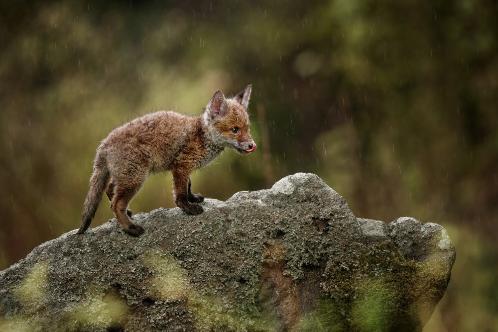 Rainy day von Michaela Firešová