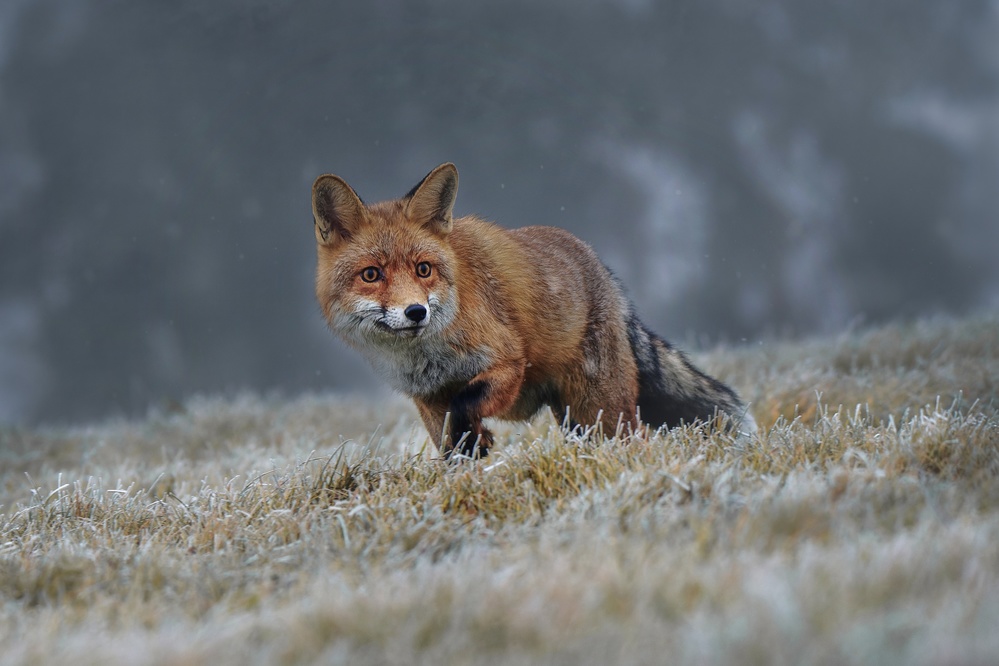 Red fox von Michaela Firešová