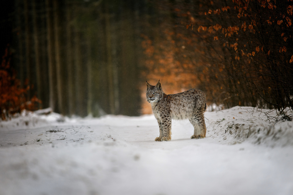 Bobcat in winter forest von Michaela Firešová