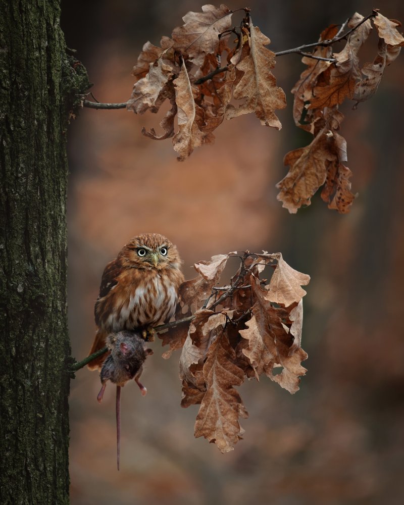 Resting With prey von Michaela Firešová