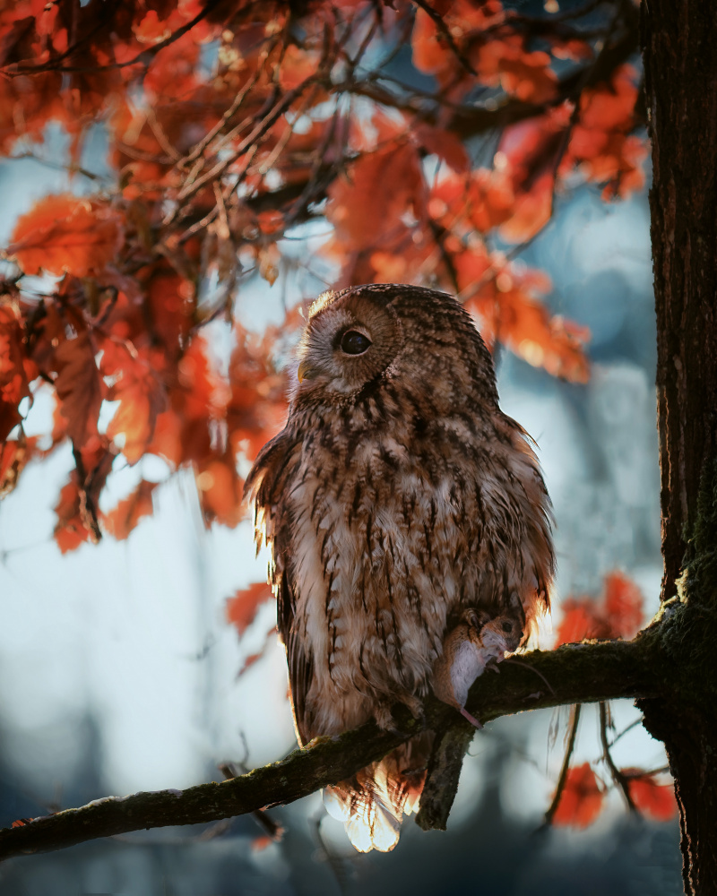 Resting owl with prey von Michaela Firešová