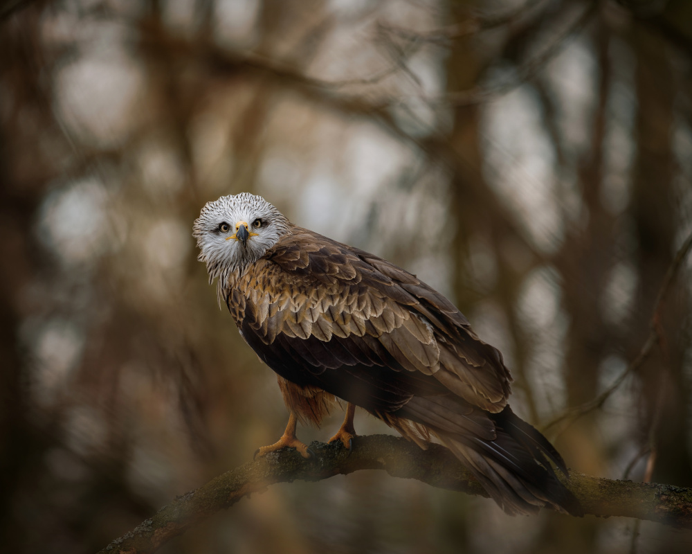 Resting kite von Michaela Firešová