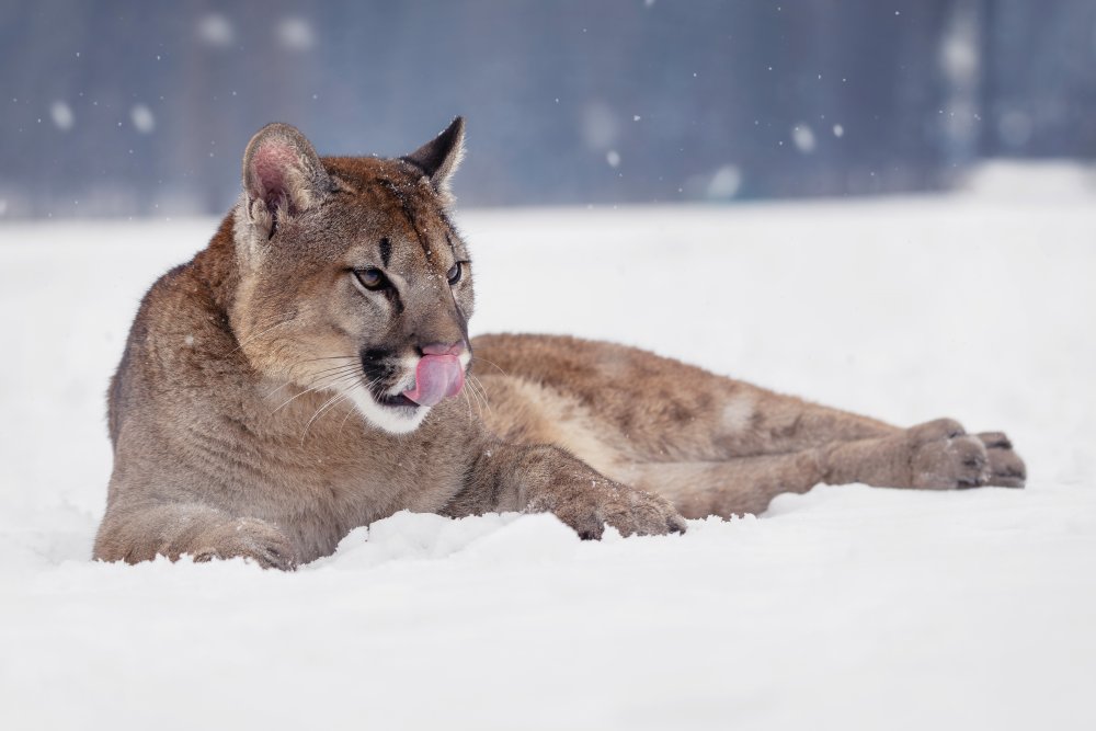 Resting cougar von Michaela Firešová