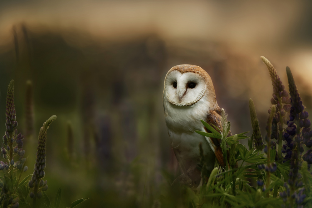 Barn owl von Michaela Firešová