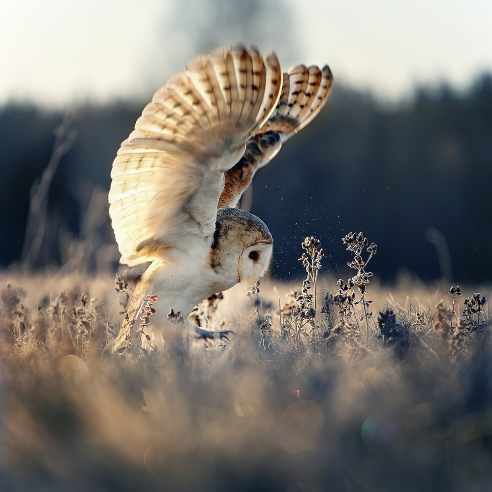 Barn owl at sunrise von Michaela Firešová