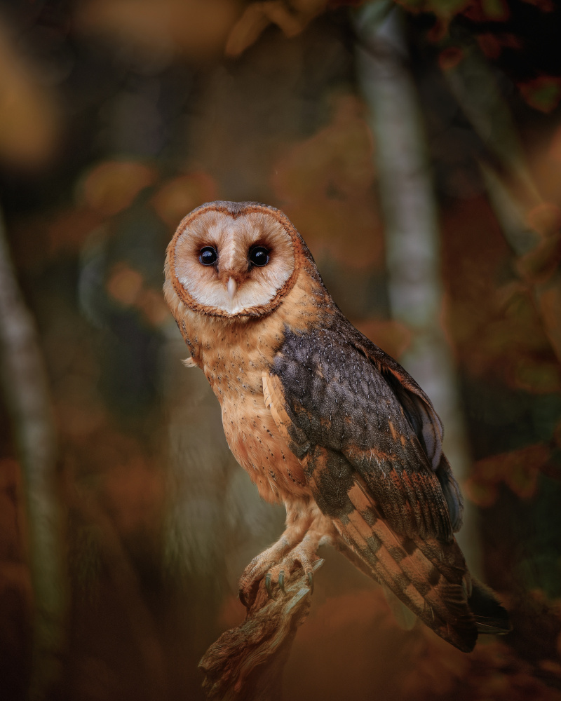 Barn owl in forest von Michaela Firešová