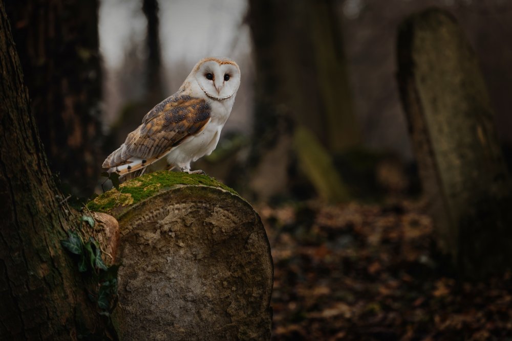 From old cemetery von Michaela Firešová