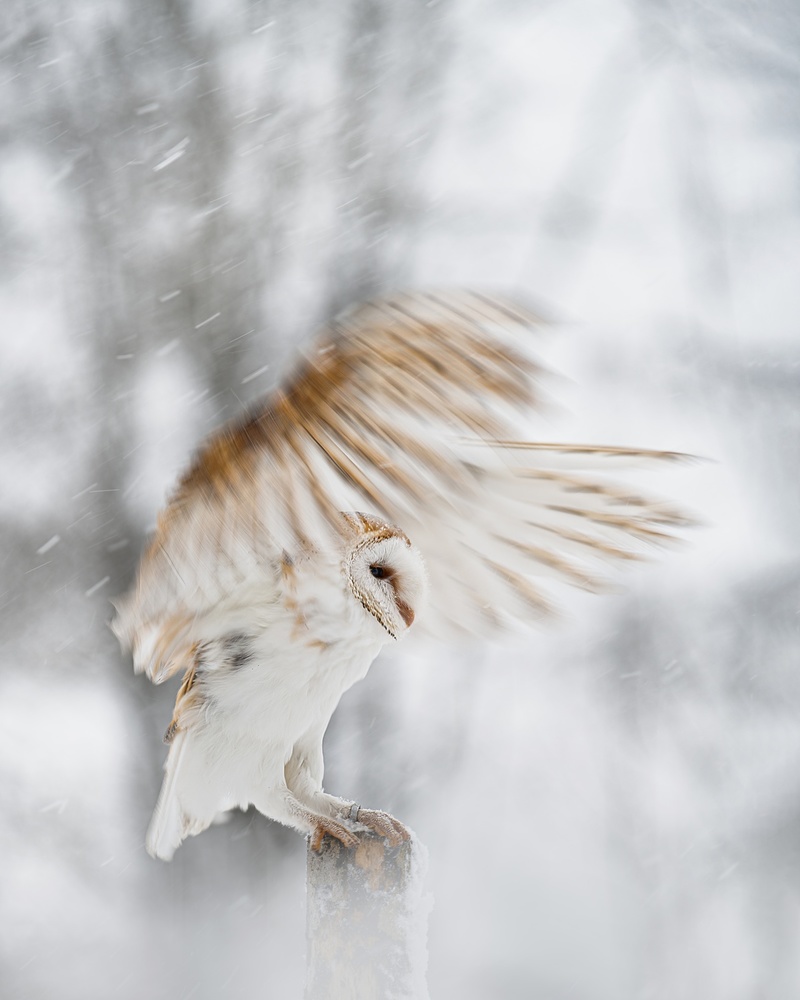 White angel von Michaela Firešová