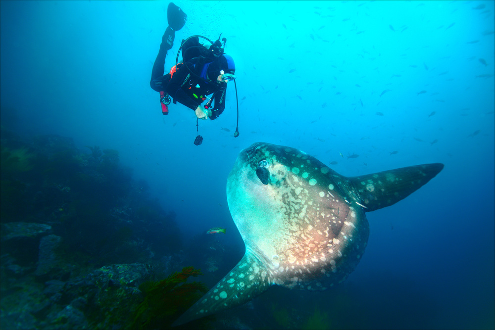 Sunfish whisper von Michal Lindner