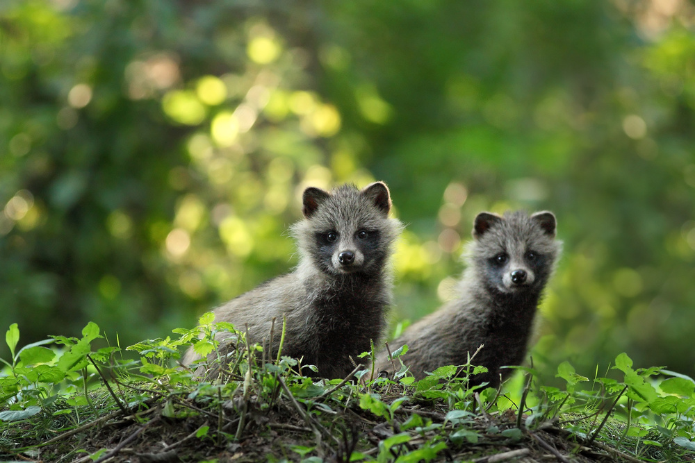 Puppies von Michal Stoklasa