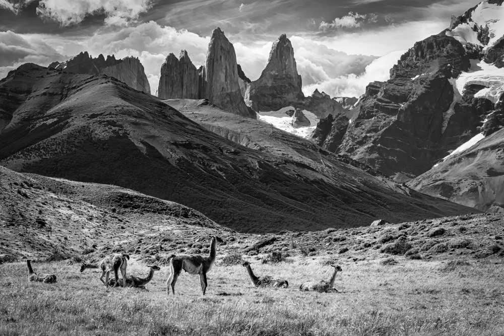 Guanacos von Michel Groleau