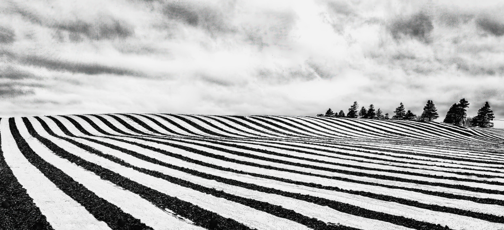 Fields of stripes von Michel Groleau