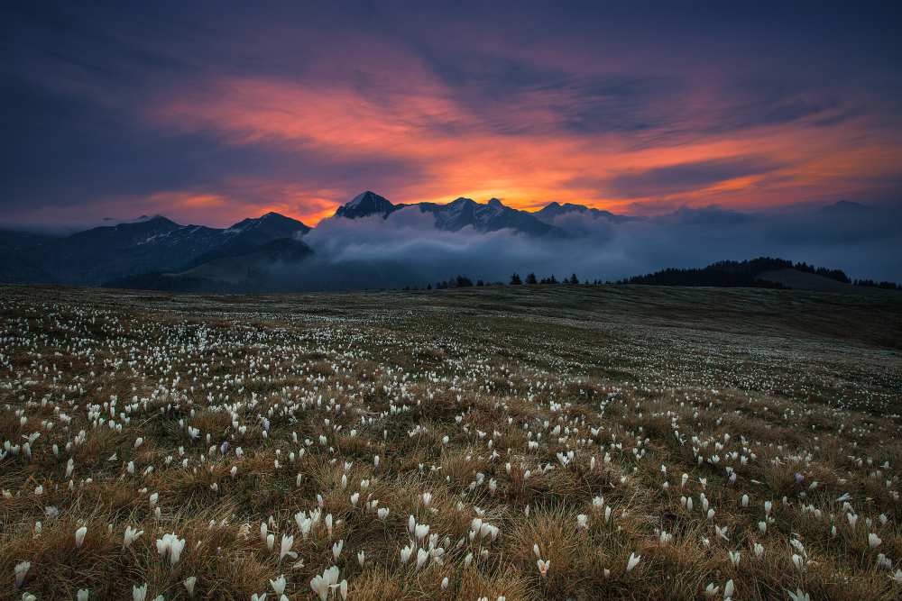 Blooming dawn von Michel Manzoni