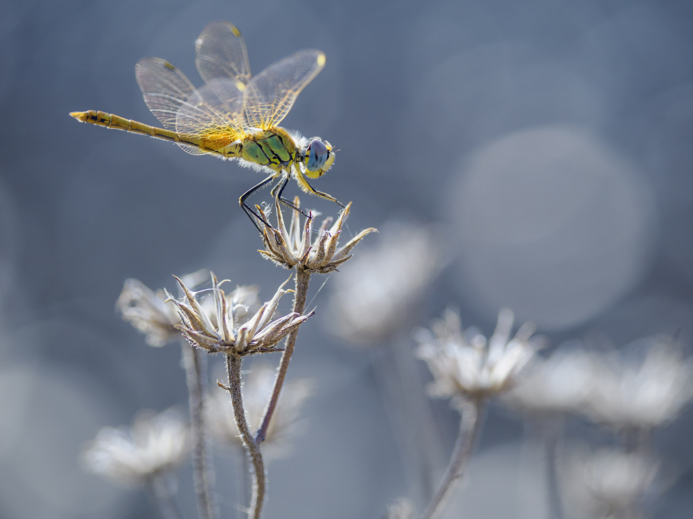 the yellow dragonfly von Michel Manzoni