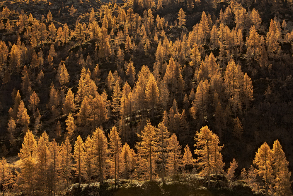 larches in autumn von Michel Manzoni