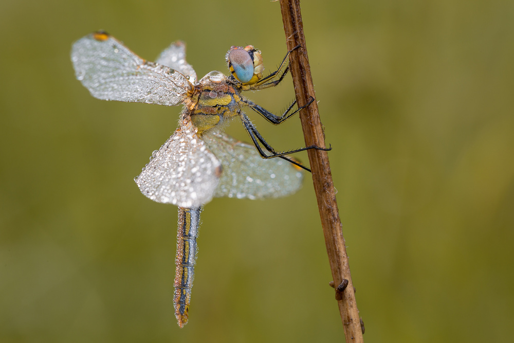 dragonfly von Michel Manzoni