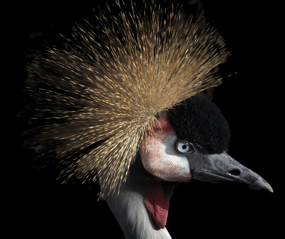 Crowned crane von Michel Romaggi