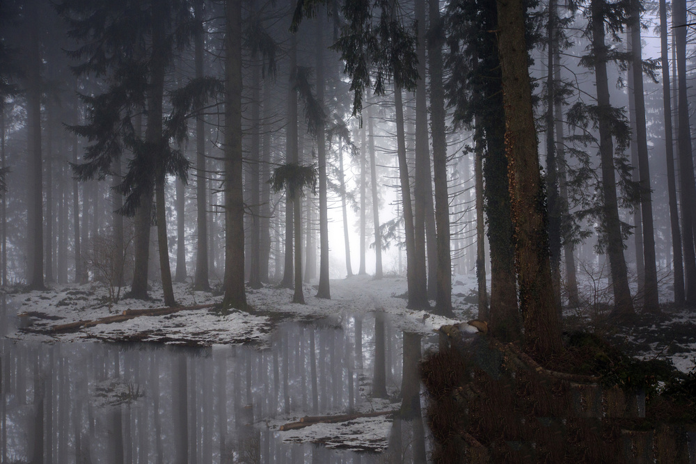 Misty forest (Winter) von Michel Romaggi