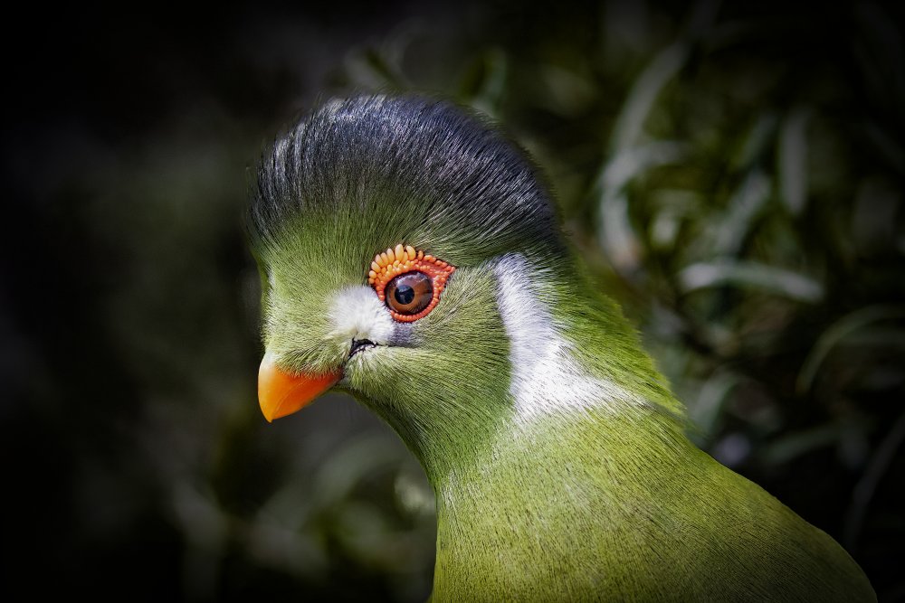 Curious guy von Michel Romaggi