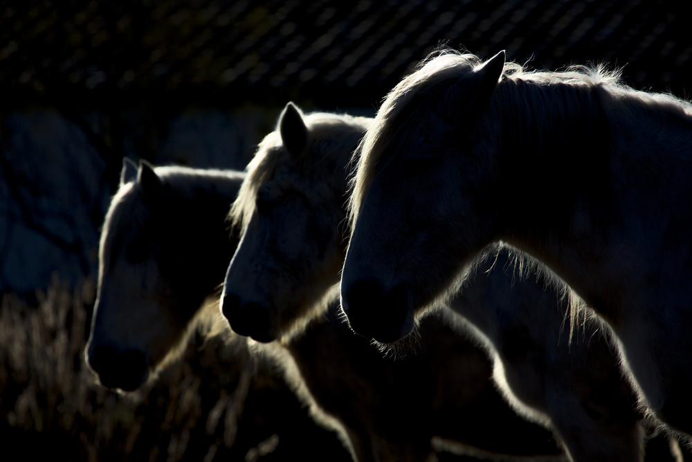 Horses (colored version) von Michel Romaggi