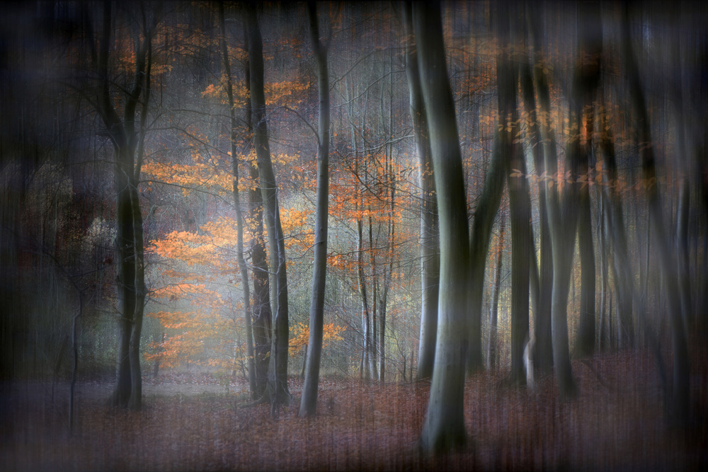 Enchanted forest von Michel Romaggi