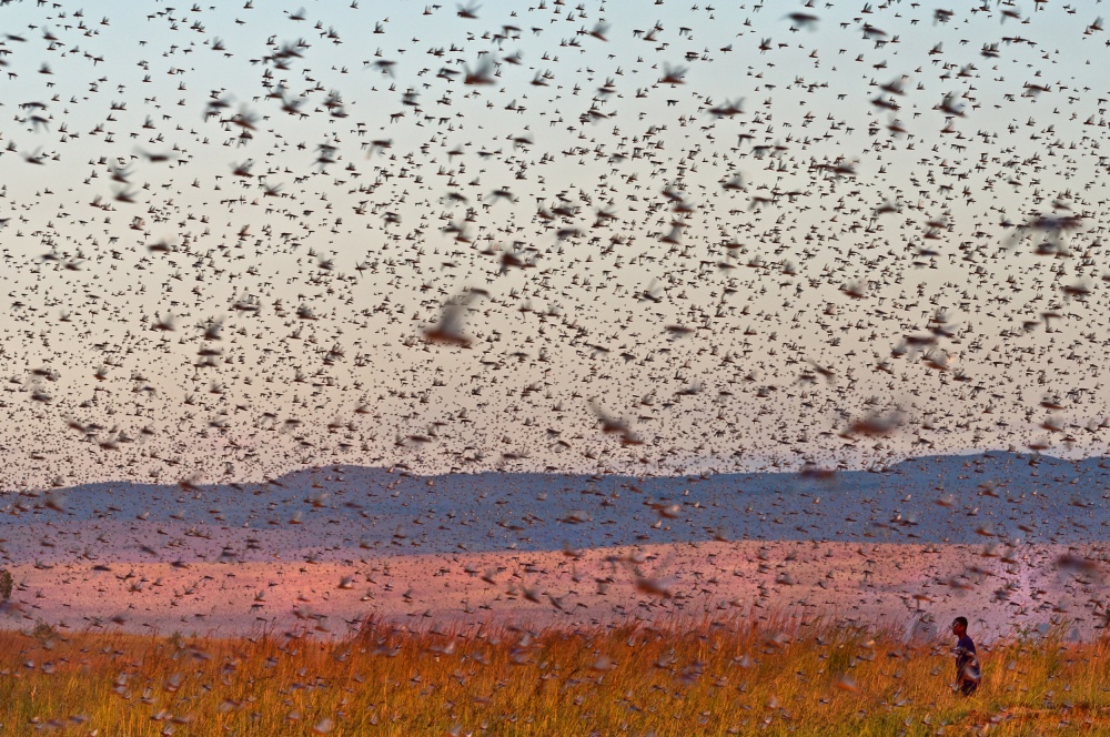 The Migraton Of Locusts von Michele Martinelli