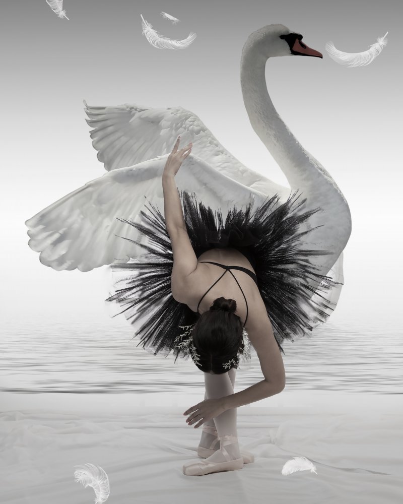 Swan Lake von Mieke