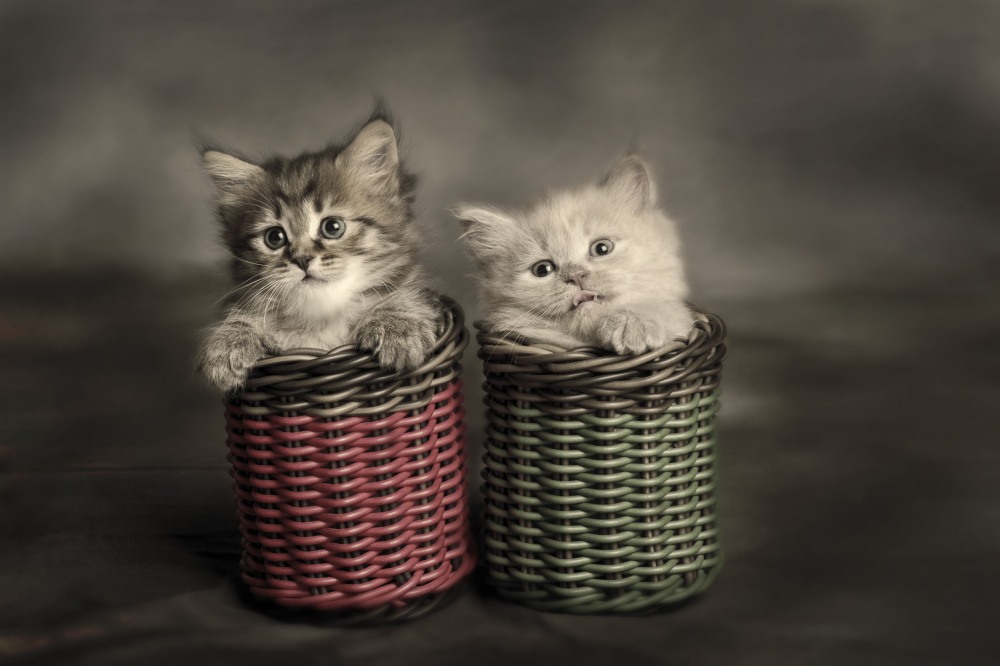 Couple Kitten von Mieke Suharini