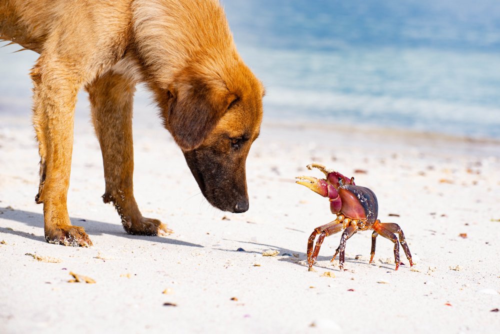 Meeting on the beach von Mihaela Nastase