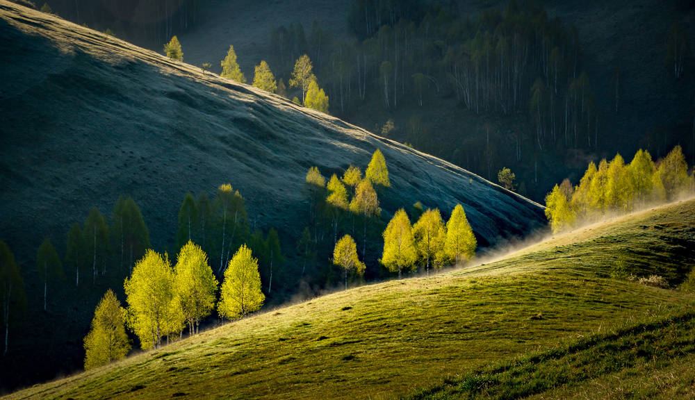 Composition in the nature von Mihai Jeic