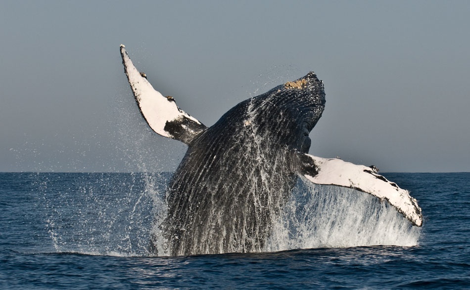 Flip of a Humpback Whale von Mikael Jigmo